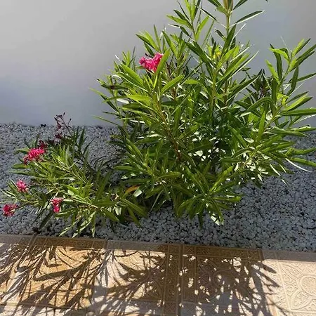 Villa Casa Pap *